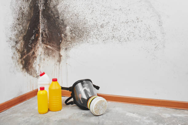 Skyline View, PA Mold Removal Company